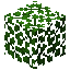 acacia_leaves