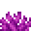 bubble_coral_fan