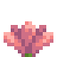 cactus_flower